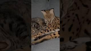 Serval and Cat Sleeping #serval #cat #servals #shorts