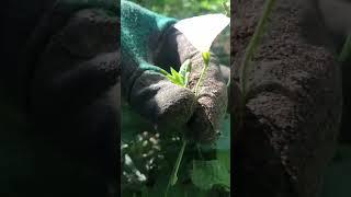 Смотри что произошло с красивым цветком#asmr #деревня #еда #работа #тихая деревня #тишина #юмор