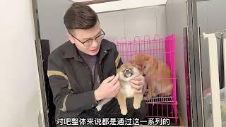 豆柴与柴犬傻傻分不清楚？小伙教你如何一眼辨别，看完瞬间明白了