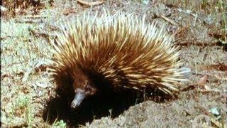 The echidna (or spiny ant-eater) (1969)