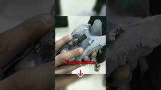 Самые Гениальные Контрабандисты Всех Времён! #shorts #голубь #птица