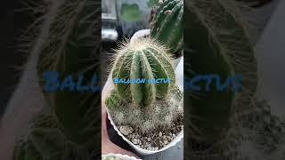 Balloon Cactus