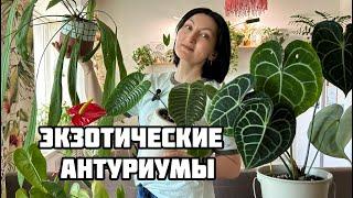 Покупаю АНТУРИУМЫ, чтобы муж был счастлив. МУЖСКОЕ СЧАСТЬЕ в Галстуке, Красавчик и Качок