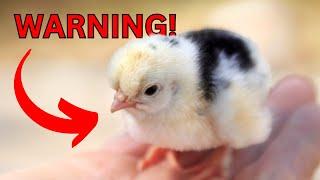 How to keep shipped chicks ALIVE (NO one tells you this!)