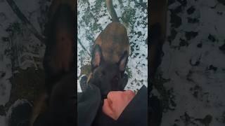 Floky Petits exercices du matin  #malinois #dogtraining #chien #dogsofyoutube #belgianmalinois