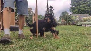 Train Dog Agility Weave Poles , Easy simple method