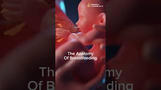 The  Anatomy of Breastfeeding Bodies are AMAZING