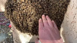 HONEY BEE SWARM on side of house LIVE bee removal expert