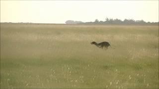 Galgo corriendo solo (El brujo)