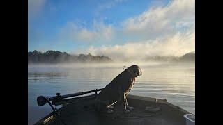 Hunting Squirrels with Mountain Cur dogs