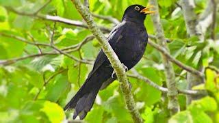 Common blackbird ‍⬛ // bird // wildlife// animals// explore with Kelly 4K // Nature // beauty