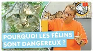 Pourquoi les félins sont dangereux ? - Compilation