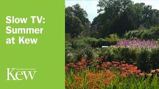 Slow TV: Summer at Kew | Kew Gardens