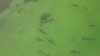 Huge hammerhead and other sharks Caladesi Island 