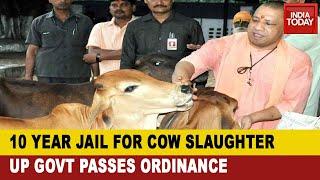 Yogi Adityanath Govt Approves Ordinance To Stop Cow Slaughter; 10 Year Jail For Accused