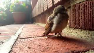 Baby Sparrow Chirping for Mother