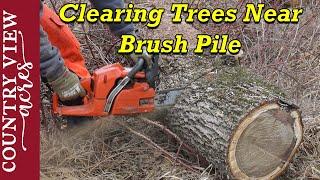 Using the Mingo Marker for first time and Clearing trees near brush pile