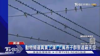 動物頻道真實上演! 阿蓮鬧區上萬燕子群聚 天空被遮蔽｜TVBS新聞