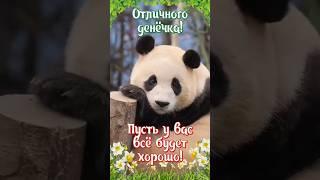  |ОТЛИЧНОГО ДЕНЕЧКА | #shorts