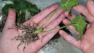 Как укоренить очень маленькие черенки пеларгонии, герани, чтобы не было выпада и было много корней