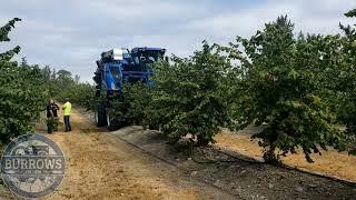 Hazelnut Harvest Final