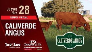 2024-11-28 CALIVERDE ANGUS SALE