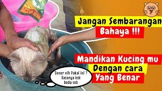 LENGKAP !! CARA MEMANDIKAN KUCING PERSIA YANG BENAR | GROOMING KUCING TIPS MEMANDIKAN KUCING DIRUMAH