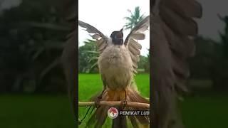 GARUDA SAAT BURUNG KUTILANG LIAR DATANG Di Kota Lubuklinggau #kutilang