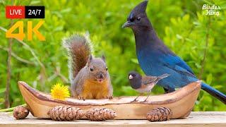  24/7 LIVE: Cat TV for Cats to Watch  Beautiful Birds and Squirrels 4K Cat Games