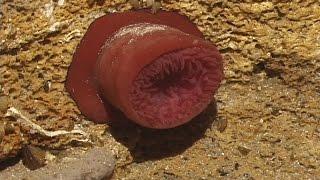 © Фауна Чёрного моря. Актиния эквина (Actinia equina) - 03 // The fauna of the Black Sea