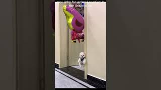 Top  Funny animals videos - Try Not To Laugh  - 89 #Shorts