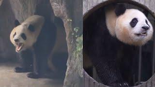 9.5 Panda Fu Bao Part 1 #new #daily #update #panda #fubao #푸바오 #fyp #viral #pandalife #pandalove