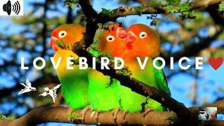 LOVEBIRD VOICE | SONG BIRD | AGAPORNIS | PARROTS | PSITTACULIDAE | MONOGAMOUS | CHIRPING |TRIZZLER|