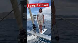 What’s the seagull striker #boat #kidslearning #sailing