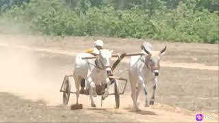 अंतरा पट प्रतियोगिता सेकंड दौड़  ox race compitition  good performance