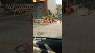Chú chó trung thành p93#shortvideo