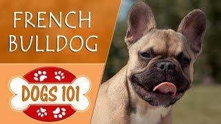 Dogs 101 - FRENCH BULLDOG - Top Dog Facts About the FRENCH BULLDOG