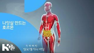 나잇살 만드는 호르몬 - (20190102_677회 방송) 신년기획 1 만병의 근원, 나잇살을 없애라 클립 원고