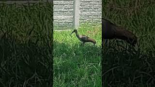 Large ugly bird foraging