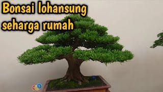 Bonsai Seharga Rumah Di Pamlok Pekalongan Bonsai Lohansung