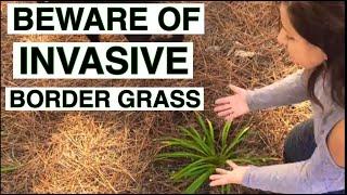 Don't plant border grass in your landscape until you watch this!