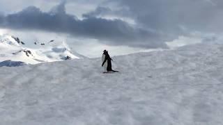 Penguin walking in Antarctica, Geographic Expeditions