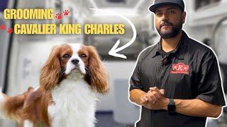  Cavalier King Charles Grooming! Nala's Perfect Spa Day at Exclusive Pet Grooming 