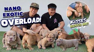 SOBRANG DAMING PUPPIES! KISSES BUNTIS BA?! • NANO EXOTIC BULLY @ JBrosPH• Sam Walastik