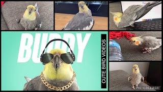 Cute Bird Videos - Buddy the Birdy Edition