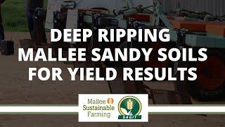 DEEP RIPPING MALLEE SANDY SOILS FOR YIELD RESULTS