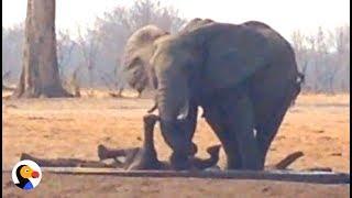 Lions Circle Trapped Baby Elephant UNTIL Another Elephant Family Shows Up | The Dodo