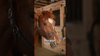 Horses  You'll Be Surprised by These Features  #shorts #horses #animalfacts #animalshorts