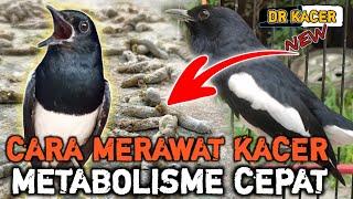 CARA MERAWAT KACER METABOLISME CEPAT KACER AGAR GACOR KACER KONSLET BONGKAR MATERI