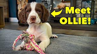 Too Cute To Resist! Meet Our New Puppy - CUTE DOG ALERT! Ep. 227.